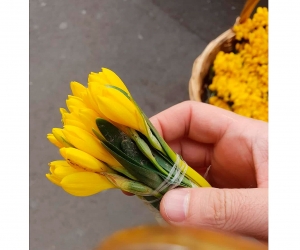 Endangered Plant Sold on Yerevan Streets