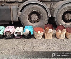 Truck Smuggling Puppies from Armenia to Iran Stopped