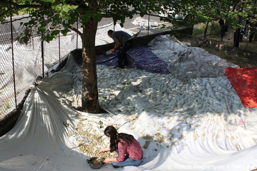 Vorotan Village: Harvesting Mulberries Along the New Border
