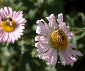 Rough Times for Armenia’s Beekeepers: Some Call for Greater Government Assistance