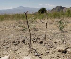 Armenia’s Ambitious Tree Planting Project: 90% Failure in Armavir