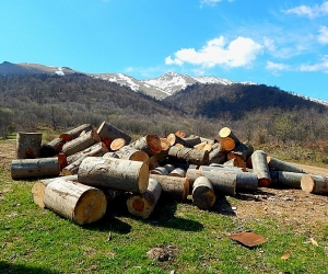 Ապօրինի անտառահատումների հանցագործությունների համար դատապարտված անձինք շարունակում են պաշտոնավարել. դատախազություն