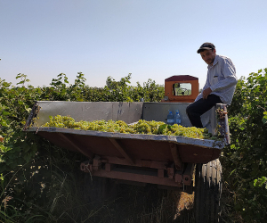 Impact of Ukraine War on Armenia's Agriculture Impossible to Predict, Says Economy Ministry