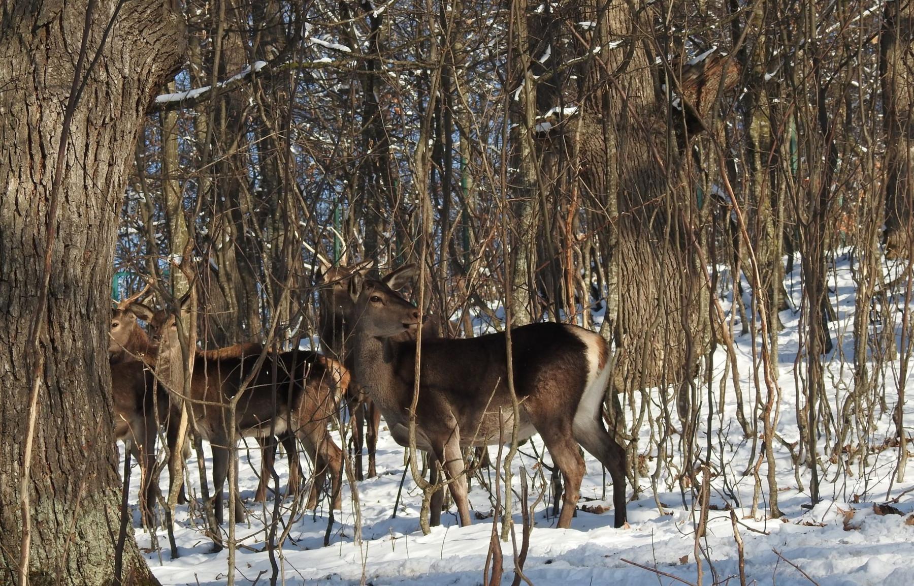 Caucasus Nature Fund Allocates €95,500 to Dilijan National Park