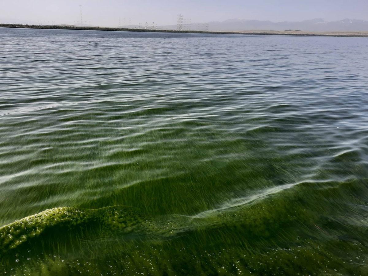 Sevan’s Algal Blooms Concern Scientists: Government Slow to Act