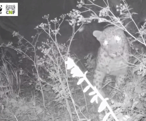 Camera Catches Glimpse of Rare Caucasian Leopard in Armenia