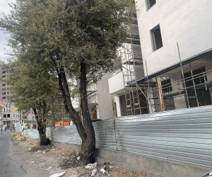 Ոստիկանությունը հատված ծառերի վերաբերյալ քաղաքացիների ահազանգն անհետևանք է թողել