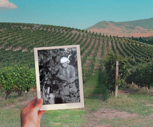 «Կատարո» գինին և Տողի տնտեսական կորուստները