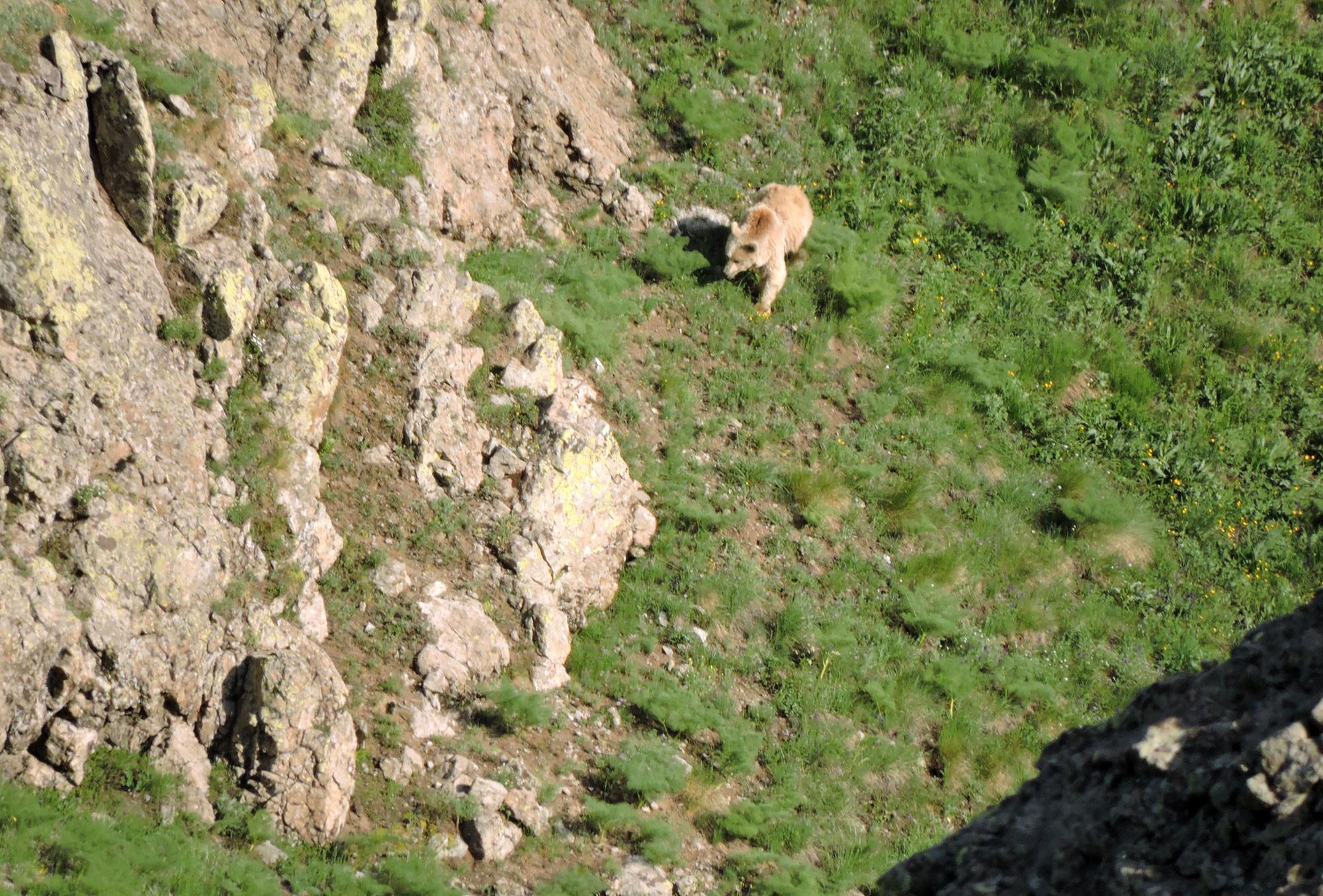 Mining Threatens Wildlife Migration Corridor Project in Armenia