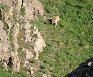 Mining Threatens Wildlife Migration Corridor Project in Armenia