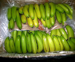 Spain Seizes Record Amount of Cocaine Hidden in Banana Boxes