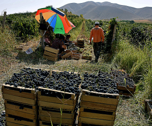 Կարգավորվել է գյուղատնտեսական արտադրանքի դիմաց ուշ վճարումների հարցը