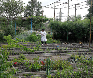 «Ակադեմիական քաղաքի» նախագիծը երկրորդ պլան է մղել Հիդրոպոնիկայի պրոբլեմների ինստիտուտի տարածքը գիտնականներից հետ վերցնելու հարցը