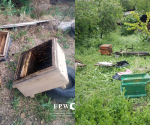 Կլիմայի փոփոխության հետևանքով արջերի այցերը բնակավայրեր աճել են