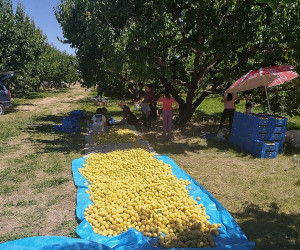 Դեպի Ռուսաստան և այլուր ներմուծման դժվարություններ չկան․ ՍԱՏՄ