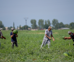 Harvesting Watermelon in Armenia