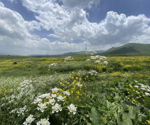 Սպասվում է առանց տեղումների եղանակ