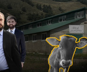«Կովը չի ծնում, կաթը էժան է, ցեղականները սատկում են»․ խելացի անասնագոմերի թերի կատարված ծրագիրը
