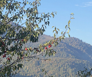Օդի ջերմաստիճանն էապես չի փոխվի