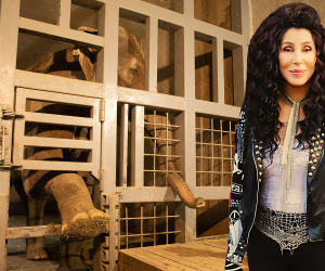 Cher Calls on Armenian President to Release “Bunka”, Yerevan Zoo’s Lone Elephant