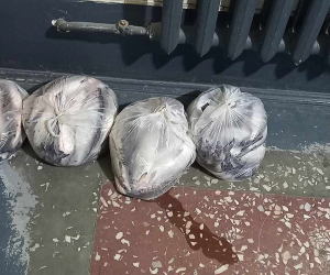 Սիգի ապօրինի որսի կանխարգելման ընթացքում առգրավվել է 32 լողամիջոց, 695 կգ ձուկ. ԲԸՏՄ