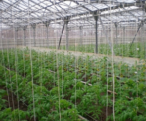 Ջերմատնային տնտեսությամբ զբաղվել ցանկացողների համար վարկային նոր ծրագիր է մշակվել