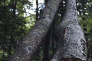 Дерево было гнилое