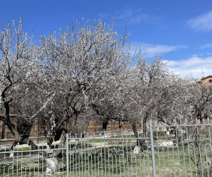 Մարտի 29-31-ին, ապրիլի 2-ին օրվա ընթացքում սպասվում է կարճատև անձրև