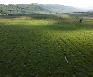 Անտառներ՝ թղթի վրա․ ինչպես փոշիացնել գումարները