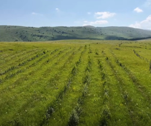 Անտառապատում իրականացնող կազմակերպությունները` հարկային բեռի տակ