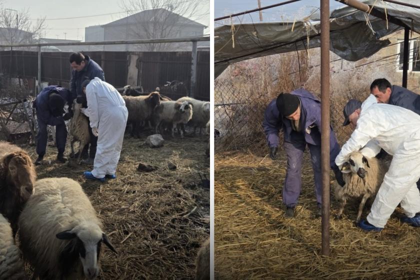 Մանր եղջերավորների ժանտախտ հիվանդության շճահետազոտության ծրագրի շրջանակներում սկսվել են արյունառման աշխատանքներ