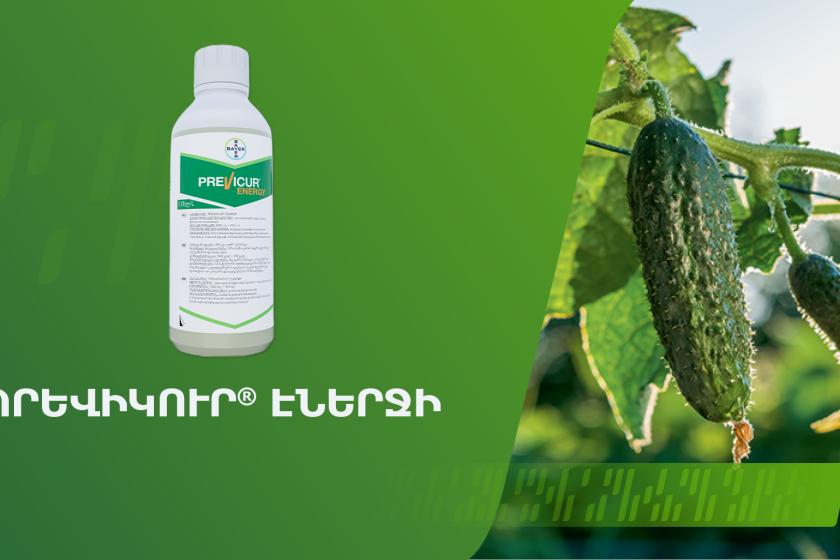 Պրեվիկուր Էներջի՝ նորարարական ֆունգիցիդ ձեր առողջ բերքի համար 