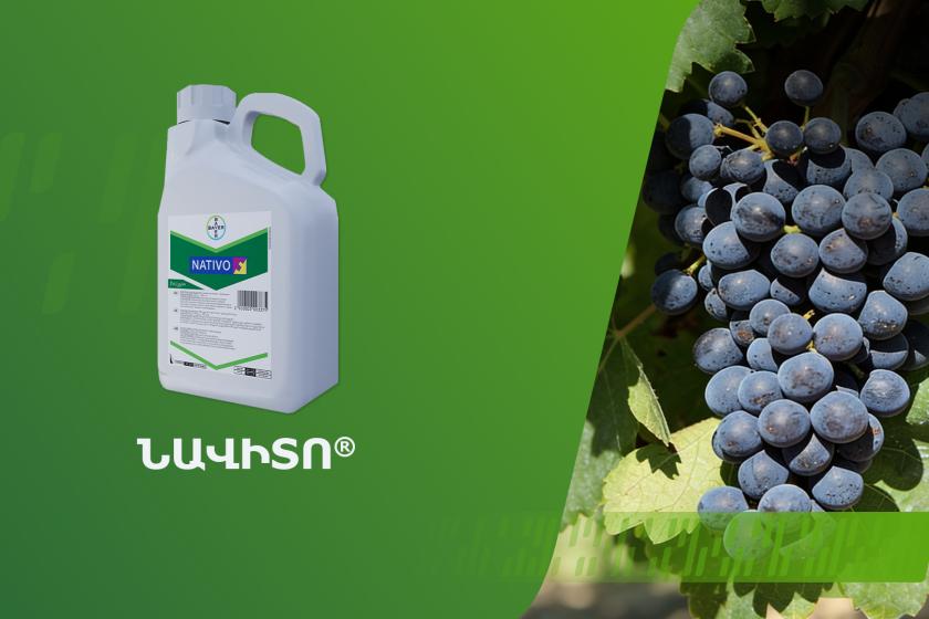Նատիվո՝ ավելին, քան պատրաստուկ ալրացողի դեմ