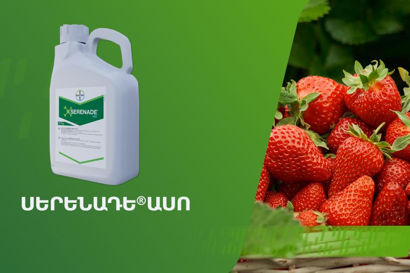 Սերենադե Ասո՝ նորարարական կենսապատրաստուկ սնկային և բակտերիալ հիվանդությունների դեմ