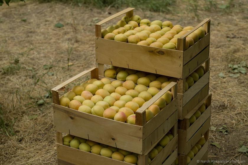 Լրացուցիչ արտոնություններ տնտեսավարողներին՝ ՌԴ կողմից կիրառվող սահմանափակումների հետևանքները մեղմելու նպատակով