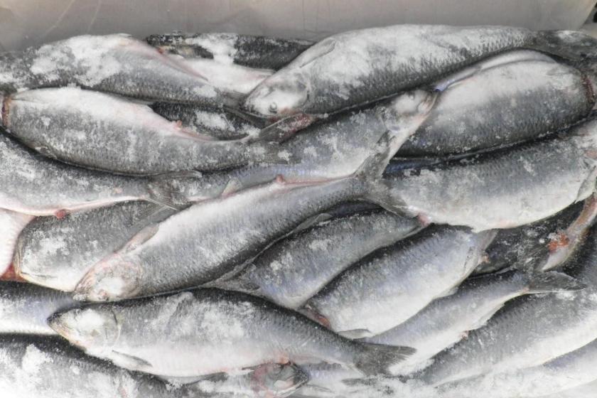 Russia Halts All Fish Imports from Armenia