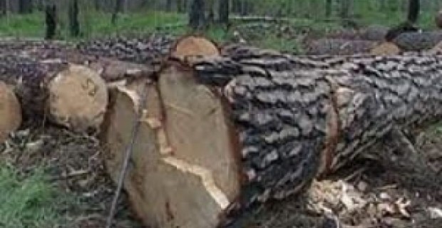 Forestry Officials Charged with Embezzlement