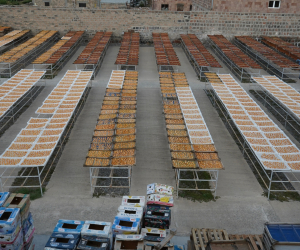 Armenian Peach Growers Eye European Markets After Sudden Russian Import Ban