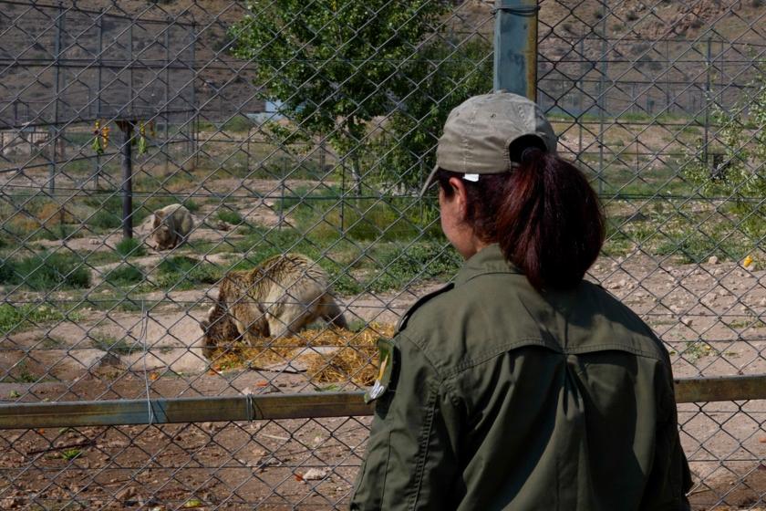 Urtsadzor Mountain Refuge: Healing Armenia's Rescued Bears