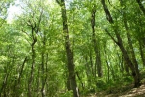 NGO's Charge Armenia with Not Meeting Aarhaus Convention Obligations