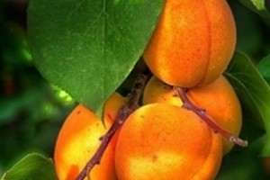 «Հայկական ժամանակ». բալը թանկ է