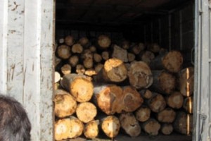 Անտառը հատվում է. ոչ ոք դրան չի խանգարում