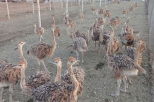 Ostrich Farming in Artsakh: Feasible or Folly?