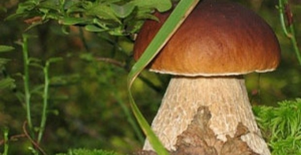 Լուսինեն ու Եվգենյան թունավորվել են սնկից