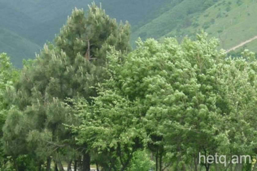 More Than 600 Evergreen Trees to Be Planted in Yerevan Tomorrow