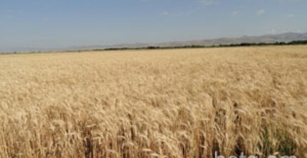 Ցորենի էլիտար սերմնացուն այսուհետ կհատկացվի 5 և ավելի հեկտար ունեցողներին
