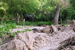 The Forest is Receding