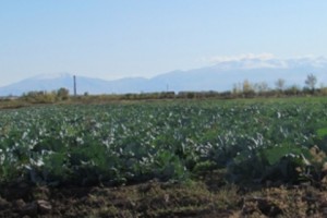 Լուկաշինի կաղամբի հարցը հասավ նախագահին