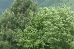 Երևանում կտնկվի 10 հազար դեկորատիվ ծառ