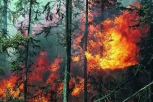 Խոշոր հրդեհ. այրվել է  300 հա անտառածածկ տարածք